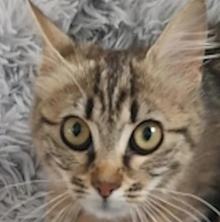 Bella, chatte prise en charge par l'association Pauline
