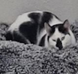 Panda chat à adopter au sein de l'association Pauline