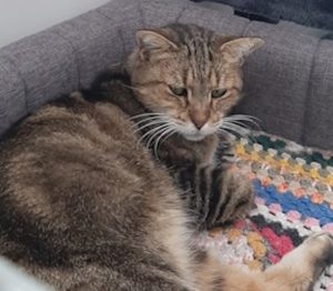 Low Quality, chat de l'association Pauline à adopter