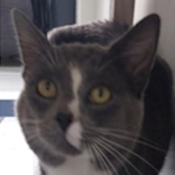 Whyski, chat pris en charge par l'association Pauline